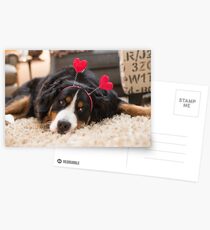 Bernese Mountain Dogs love Valentine's Day Postcards