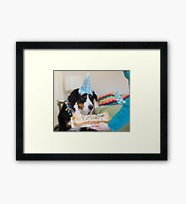 Bernese and the Birthday fun! Framed Print