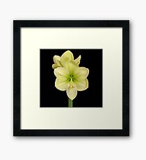 Moonlight Amaryllis Framed Print