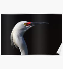 Snowy Egret Poster