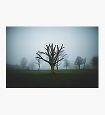 Dead Tree in Fog, Brooke Park Photographic Print