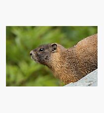 My Beautiful Fur Photographic Print
