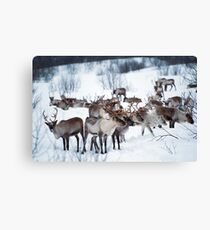 Reindeers Canvas Print