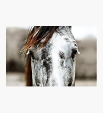 Horse Fotodruck