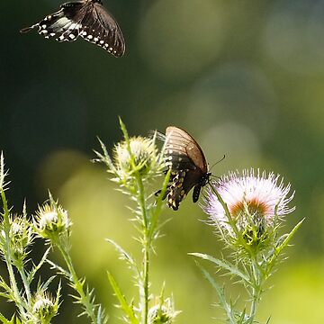 Artwork thumbnail, Love is in the Air - Spicebush Swallowtail Butterflies by acwb