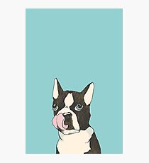 Hungry Boston Terrier (Black) Photographic Print