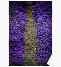 Lavender, Nature Photography Poster