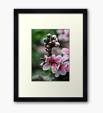 Peach Flowers Framed Print