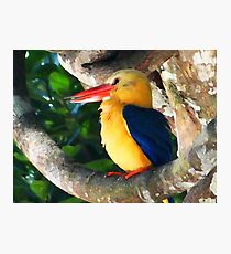 THE GREAT KINGFISHER Photographic Print