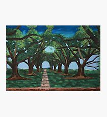 Oak Alley Louisiana Photographic Print