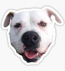 Adopted - American Bulldog Sticker