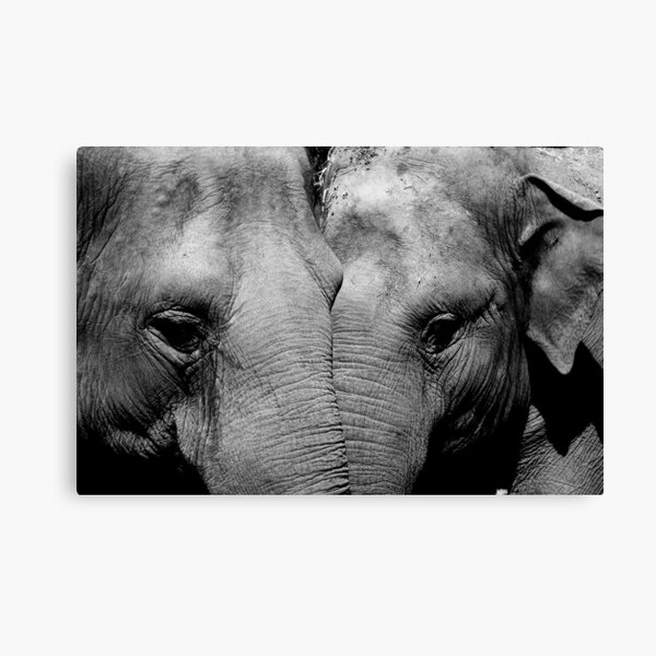Elephant Mirror Canvas Print
