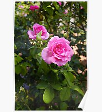 Roses Poster