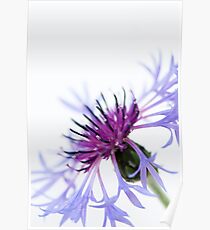 Perennial Cornflower Poster