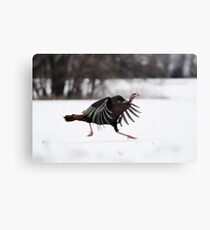 the turkey two step Canvas Print