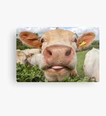 Cow, Funny, Amusing, Portrait Metal Print