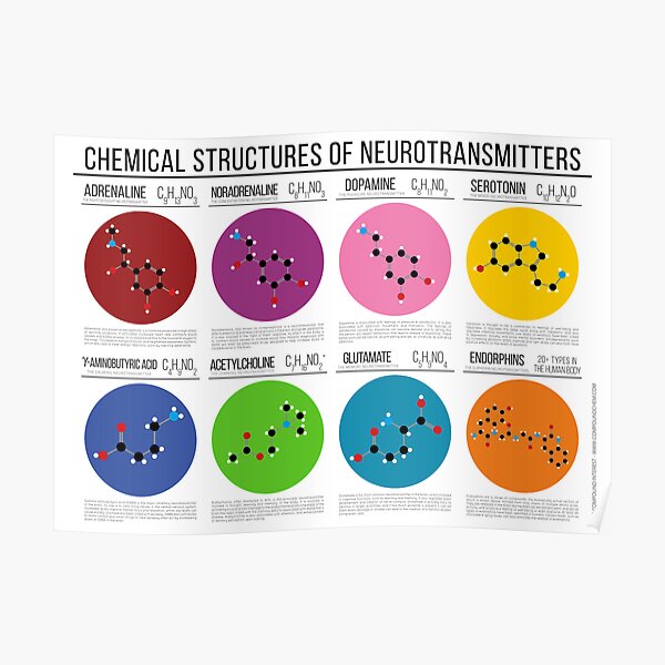 Chemical Structures of Neurotransmitters Poster