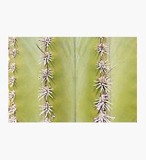 Green Cactus closeup - nature macro Photographic Print