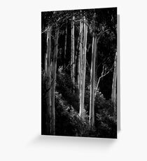 Ghostly Gums on Raspberry Creek Greeting Card