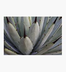 Agave Thorns -Cactus Macro, Natural Pattern h Photographic Print
