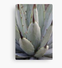 Agave Thorns -Cactus Macro, Natural Pattern Metal Print