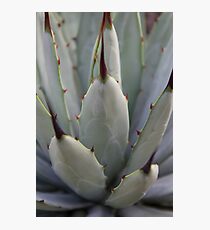 Agave Thorns -Cactus Macro, Natural Pattern Photographic Print