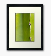 Fresh green Cactus Macro - Yellow / Green Framed Print
