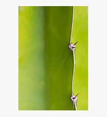 Fresh green Cactus Macro - Yellow / Green Photographic Print