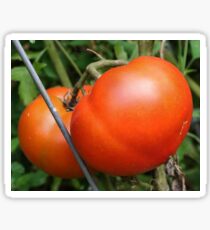 Red Ripe Tomatoes Sticker