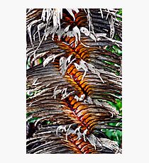 Northern Territory Pandanus Tree Photographic Print