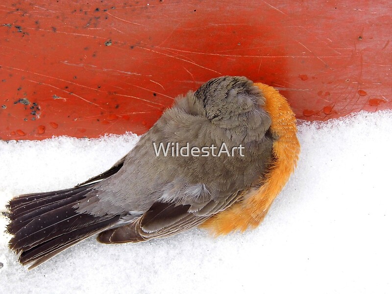 quot sleeping robin quot by wildestart redbubble quot sleeping robin quot by wildestart redbubble