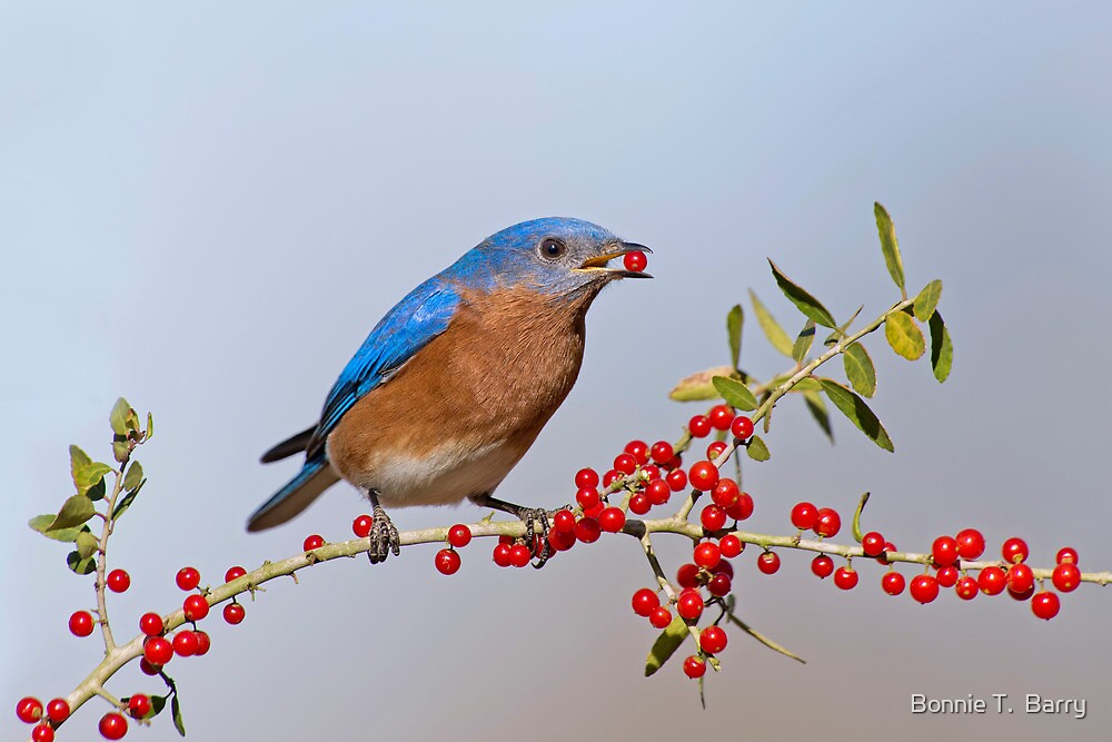 quot bluebird eating berries quot by bonnie t barry redbubble quot bluebird eating berries quot by bonnie t barry redbubble