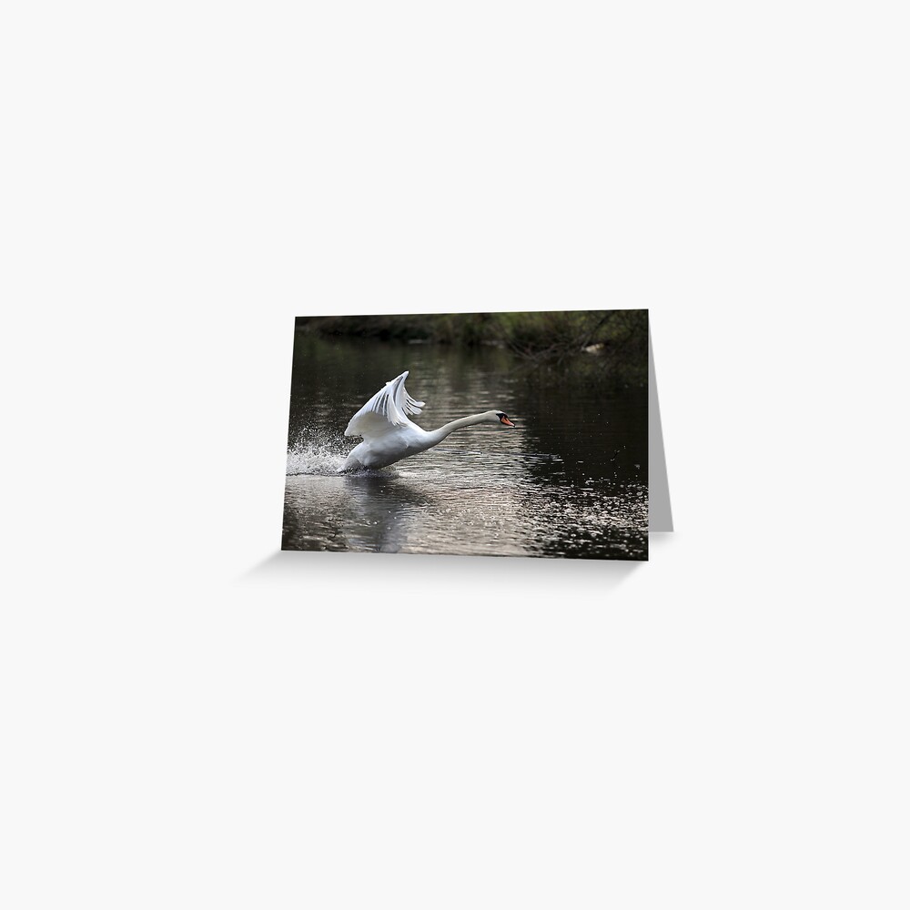 Swan Take off 1 Greeting Card