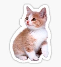 Kitten! Sale!!! Sticker