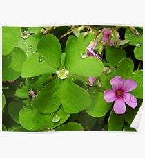 Oxalis Poster