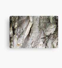 papery bark Canvas Print