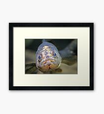 Walleye Framed Print