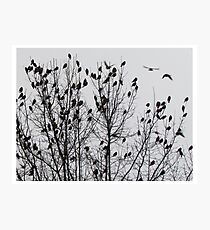 Flock Parking Structure Photographic Print