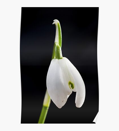Snowdrop: Gifts & Merchandise | Redbubble