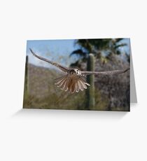 Prairie Falcon Greeting Card