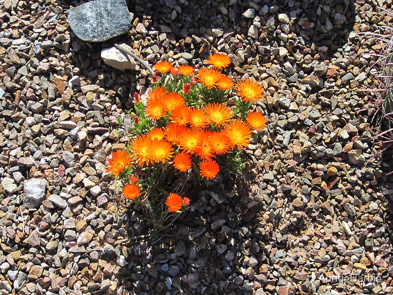 “Orange Desert Flowers Arizona Style” by AuntieBarbie | Redbubble