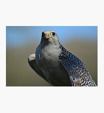Peregrine falcon on the prowl Photographic Print