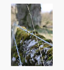 Barbed Wire fence Photographic Print