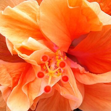 Flared dress Hibiscus in orange printed lycra straps velvet flower pock -  ANKA