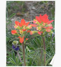 Friends - Indian Paintbrush Poster