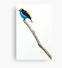 Perched Canvas Print