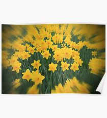 Daffodils Poster