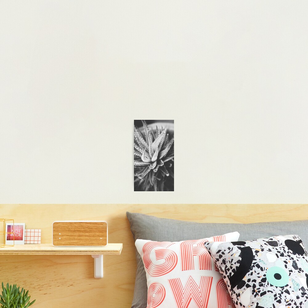 Cactus Species Photographic Print