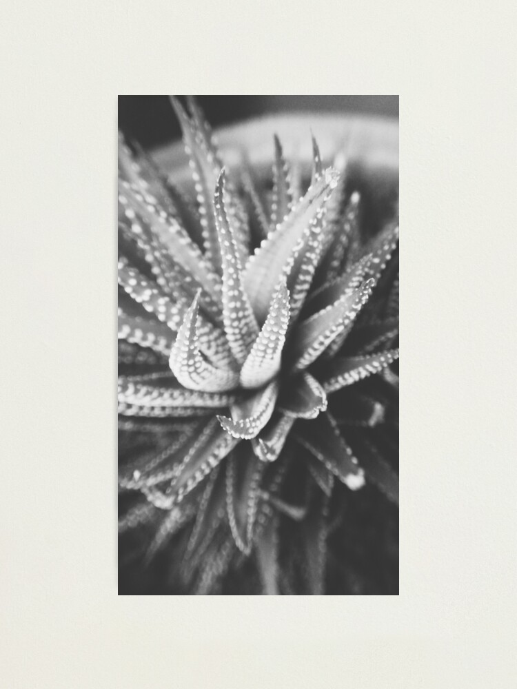 Alternate view of Cactus Species Photographic Print