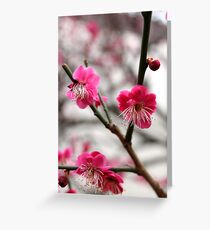 Japanese apricot tree Greeting Card